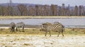 A herd of zebras against the backdrop of Lake Nakuru in Kenya.