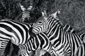 A Herd of Zebras in Black and White Royalty Free Stock Photo
