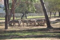 Herd of zebras calmly nibbling grass in the meadow.