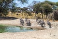 A herd of Zebras Royalty Free Stock Photo