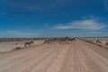 Herd of Zebras crossing the street at the Etosha Pan in Etosha National Park, Namibia Royalty Free Stock Photo