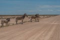 Herd of Zebras crossing the street at the Etosha Pan in Etosha National Park, Namibia Royalty Free Stock Photo