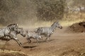 Herd of zebras gallopping Royalty Free Stock Photo