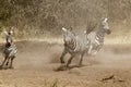 Herd of zebras gallopping