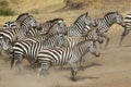 Herd of zebras gallopping
