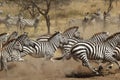 Herd of zebras gallopping Royalty Free Stock Photo