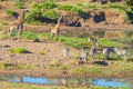 Herd of Zebras, Giraffes and Antelopes grazing on Shingwedzi riverbank in the Kruger National Park, major travel destination in So Royalty Free Stock Photo