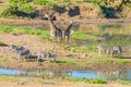 Herd of Zebras, Giraffes and Antelopes grazing on Shingwedzi riverbank in the Kruger National Park, major travel destination in So Royalty Free Stock Photo