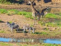 Herd of Zebras, Giraffes and Antelopes grazing on Shingwedzi riverbank in the Kruger National Park, major travel destination in So Royalty Free Stock Photo