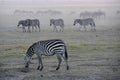 Herd of Zebras Grazing in Amboseli, Kenya