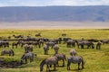 Herd of Zebras Grazing in the beautiful green plains of the Ngorongoro National Park. Safari in Tanzania