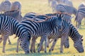 Herd of Zebras grazing in the bush. Glowing warm sunset light. Wildlife Safari in the african national parks and wildlife reserves
