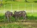 Herd Zebras are grazing with green field background.