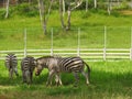 Herd Zebras are grazing with green field background.