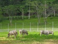 Herd Zebras are grazing with green field background.