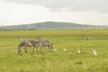 Herd of zebras grazing in a meadow with birds nearby