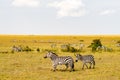 Herd of zebras grazing in the savannah of Maasai Mara Royalty Free Stock Photo