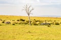 Herd of zebras grazing in the savannah of Maasai Mara Park Royalty Free Stock Photo