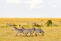 Herd of zebras grazing in the savannah of Maasai Mara Park Royalty Free Stock Photo