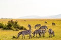 Herd of zebras grazing in the savannah of Maasai Mara Royalty Free Stock Photo