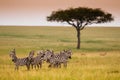 Herd of zebras in Masai Mara Kenya Royalty Free Stock Photo