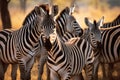 Herd of zebras mother and foal with family in grassland savanna, close up shot, beautiful wildlife animal background. Generative