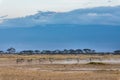 A herd of zebras is moving in front of the Kilimanjaro Royalty Free Stock Photo