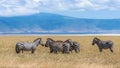 Herd of zebras