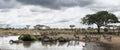 Herd of zebras resting by a river, Serengeti, Tanzania