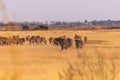 A herd of Zebras roaming the Okavango Delta