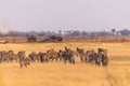 A herd of Zebras roaming the Okavango Delta