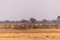 A herd of Zebras roaming the Okavango Delta