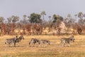 A herd of Zebras roaming the Okavango Delta