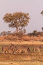 A herd of Zebras roaming the Okavango Delta