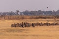 A herd of Zebras roaming the Okavango Delta