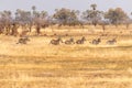 A herd of Zebras roaming the Okavango Delta