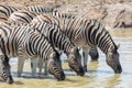 Herd of zebras in a row drinking at waterhole in sunshine