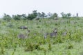 Herd of zebras in Selous Royalty Free Stock Photo
