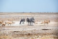 Herd of zebras and springbok antelopes drinks water from drying out lake on white Etosha pan land, Namibia, Southern Africa Royalty Free Stock Photo