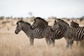 Herd of zebras standing on the savanna field with a blurred background