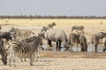 Zebras and Rhino at Busy Waterhole