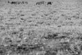 Herd of zebras walking on etosha. Namibia. Africa. Bw version Royalty Free Stock Photo