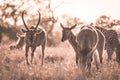 Herd of Zebras and Waterbuck grazing in the bush. Wildlife Safari in the Kruger National Park, major travel destination in South