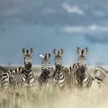 Herd of zebras in the wild savannah, Serengeti, Africa Royalty Free Stock Photo