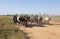 Herd of zebu Royalty Free Stock Photo