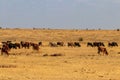 Herd of zebu cattles on pasture in Tanzania