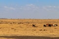 Herd of zebu cattles on pasture in Tanzania