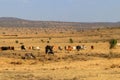 Herd of zebu cattles on pasture in Tanzania