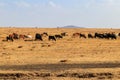 Herd of zebu cattles on pasture in Tanzania