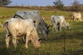 Herd of zebu Nellore animals in a pasture area of a beef cattle farm